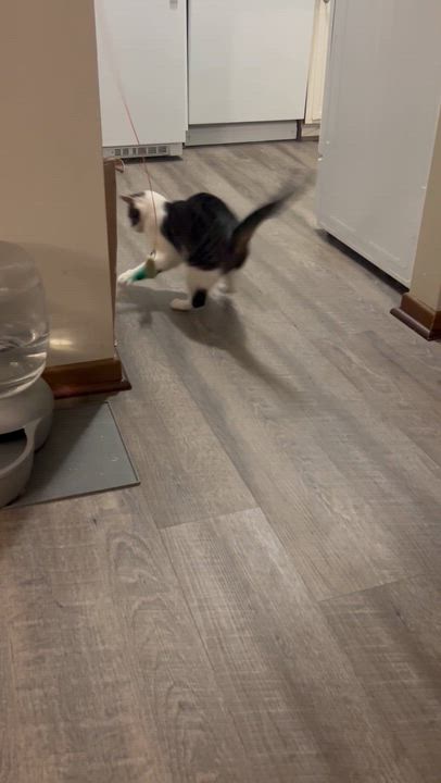 Enlarge Portia, a ADOPTABLE Domestic Short Hair in Minneapolis, MN video 6/6