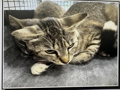 Pufferfish, Adoptable, Young Female Domestic Short Hair & Domestic Short Hair.