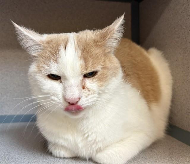 BUBBLE, Adoptable, Adult Female Domestic Short Hair.