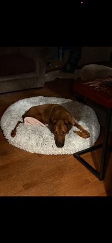 Lover Boy Leo, a Adoptable mixed breed in Randolph, MA image 2/3