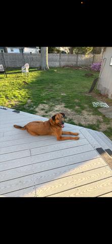 Lover Boy Leo, a Adoptable mixed breed in Randolph, MA image 3/3