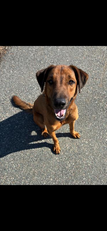 Lover Boy Leo, a Adoptable mixed breed in Randolph, MA image 1/3