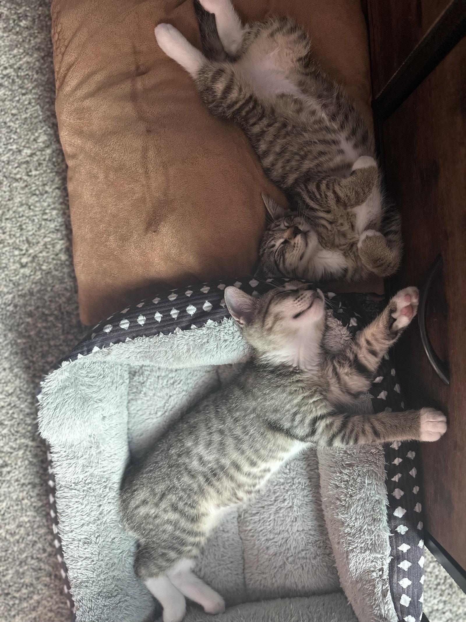 Eg Litter Lima, Adoptable, Kitten Male Domestic Short Hair.