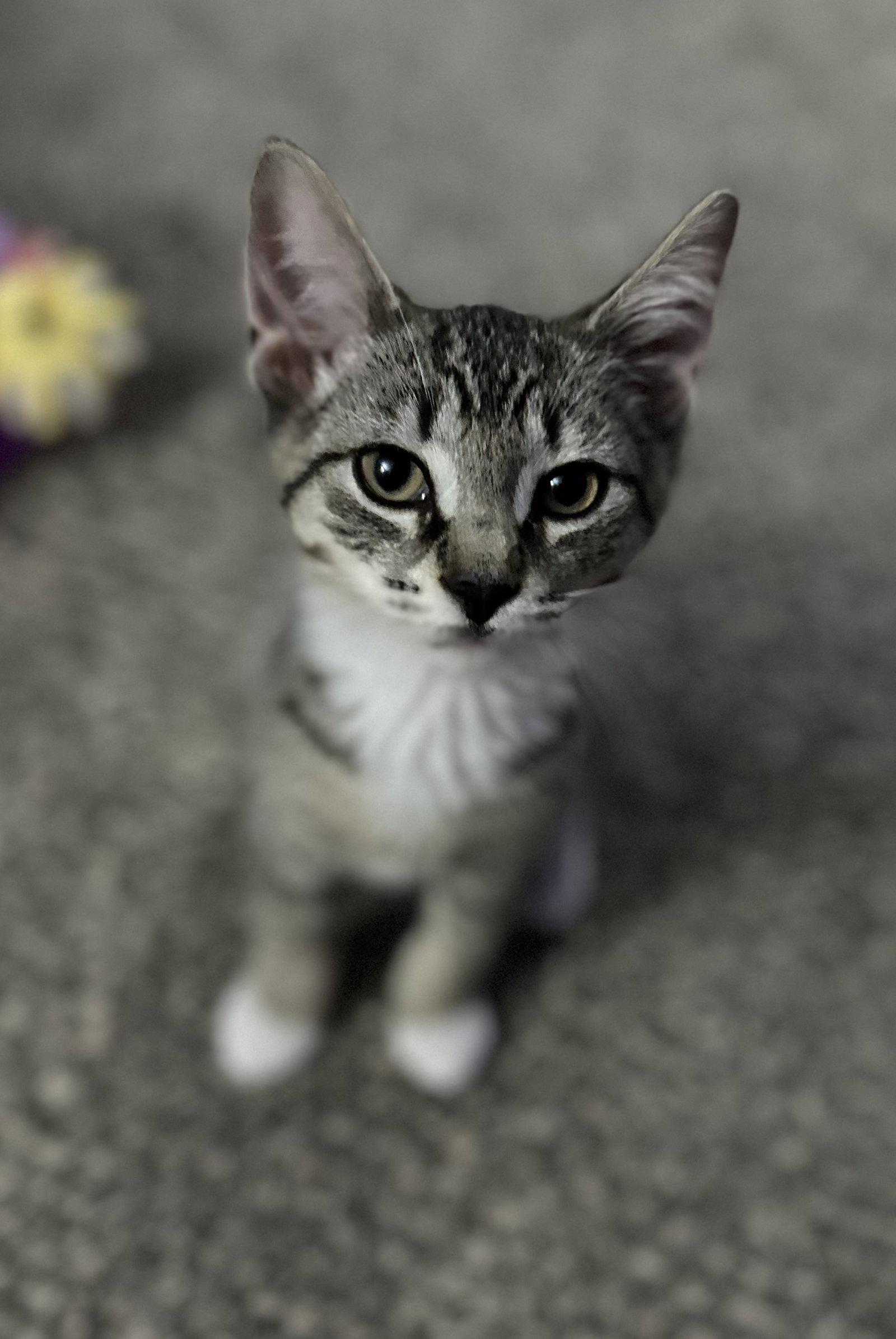 Eg Litter Lima, a Adoptable Domestic Short Hair in Livonia, MI image 2/3