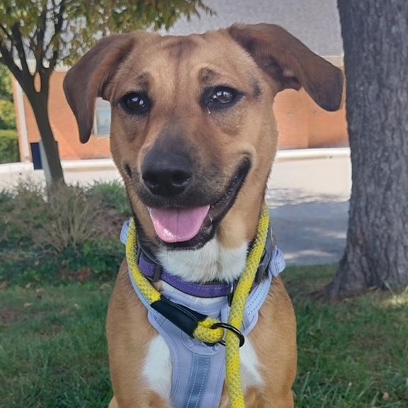 Enlarge Sadie, an adoptable mixed breed in Ellicott City, MD image 2/6