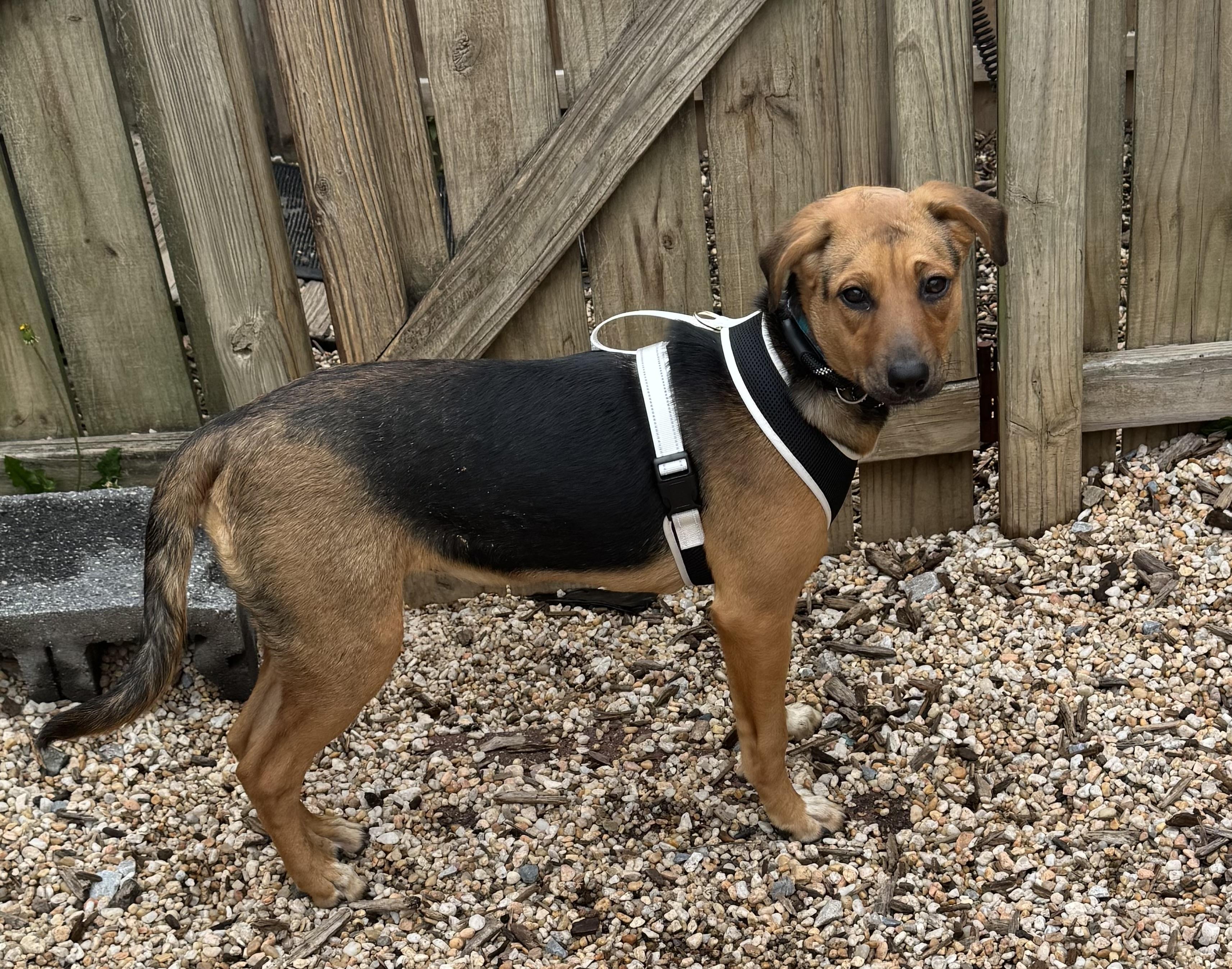 Enlarge Sadie, an adoptable mixed breed in Ellicott City, MD image 6/6