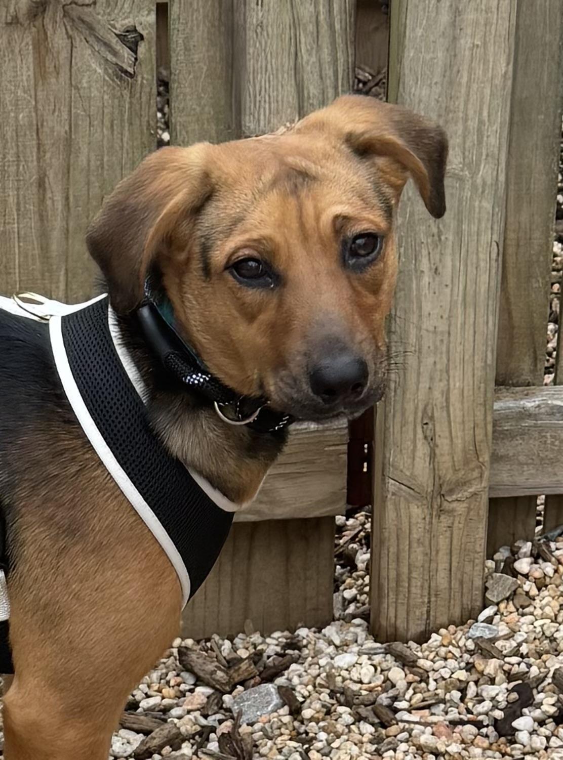Enlarge Sadie, an adoptable mixed breed in Ellicott City, MD image 4/6
