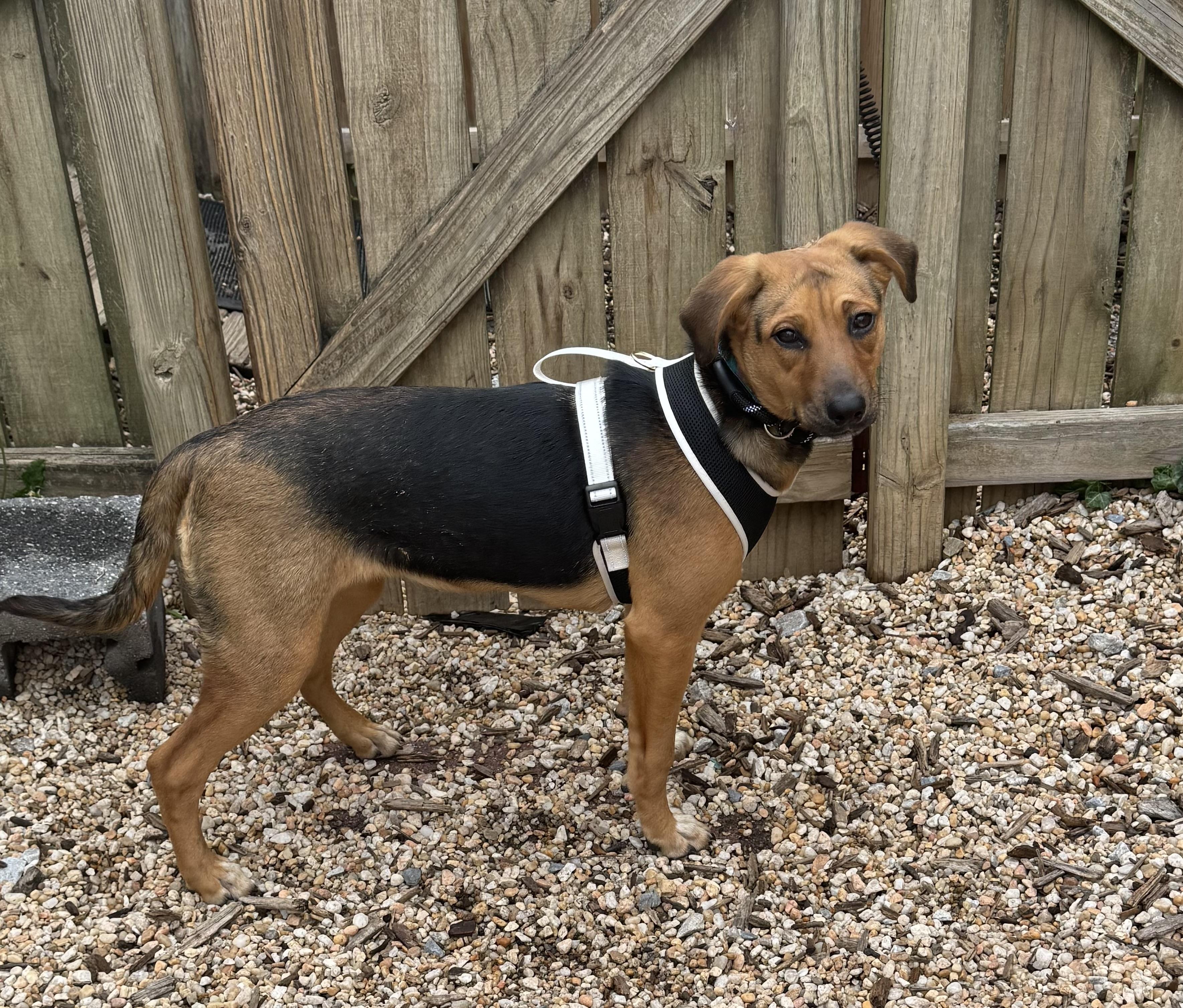 Enlarge Sadie, an adoptable mixed breed in Ellicott City, MD image 5/6