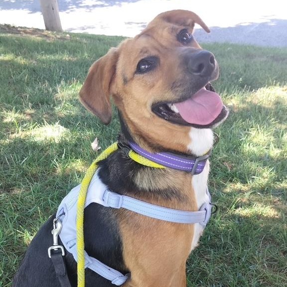 Enlarge Sadie, an adoptable mixed breed in Ellicott City, MD image 1/6