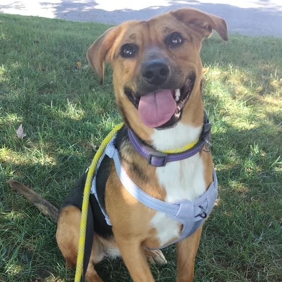 Enlarge Sadie, an adoptable mixed breed in Ellicott City, MD image 3/6