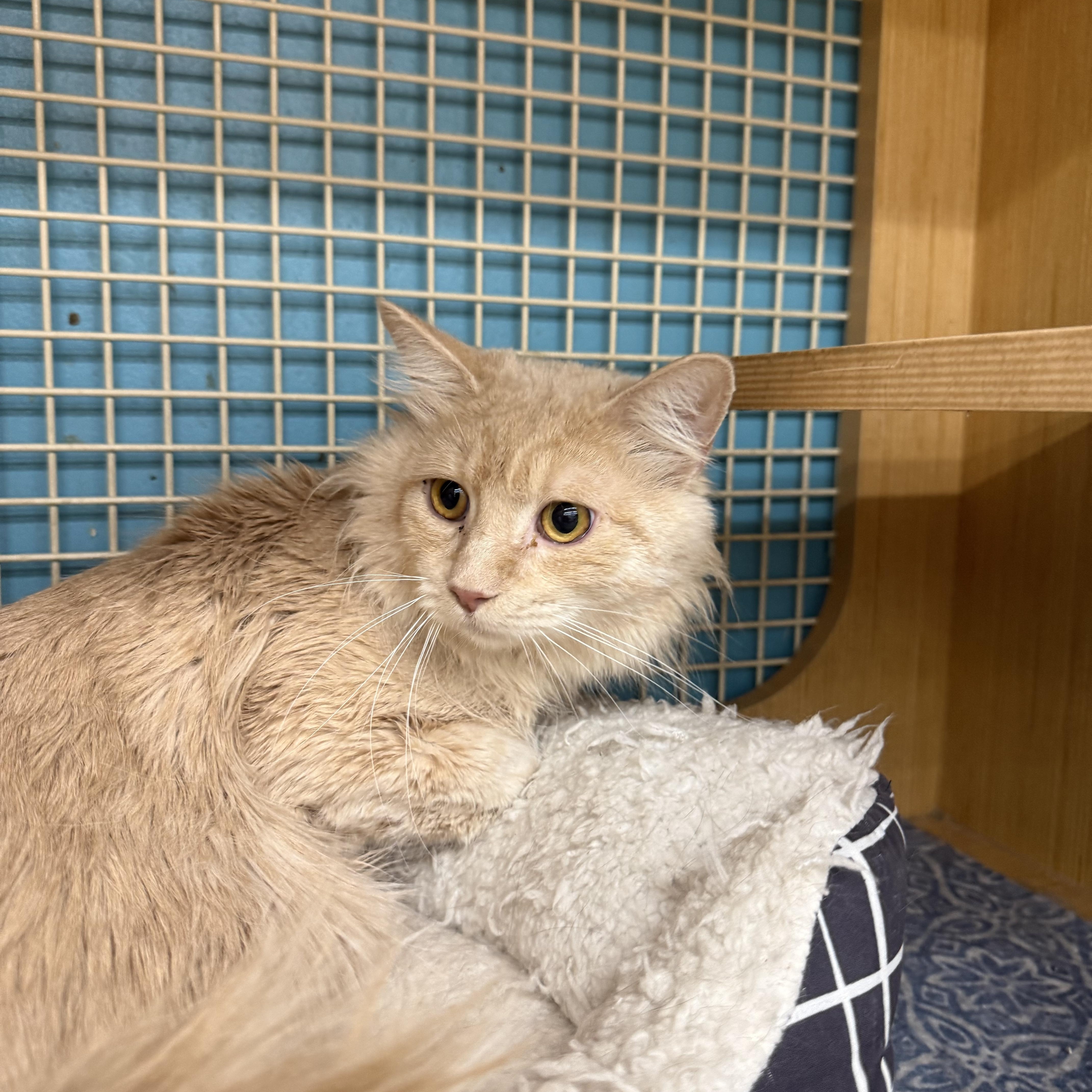 Enlarge Buzz Lightyear, an adopted Tabby in Las Vegas, NV image 1/1