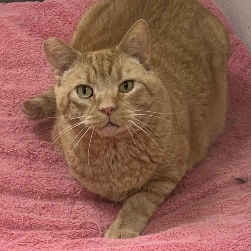 Heathcliff — thumbnail 2