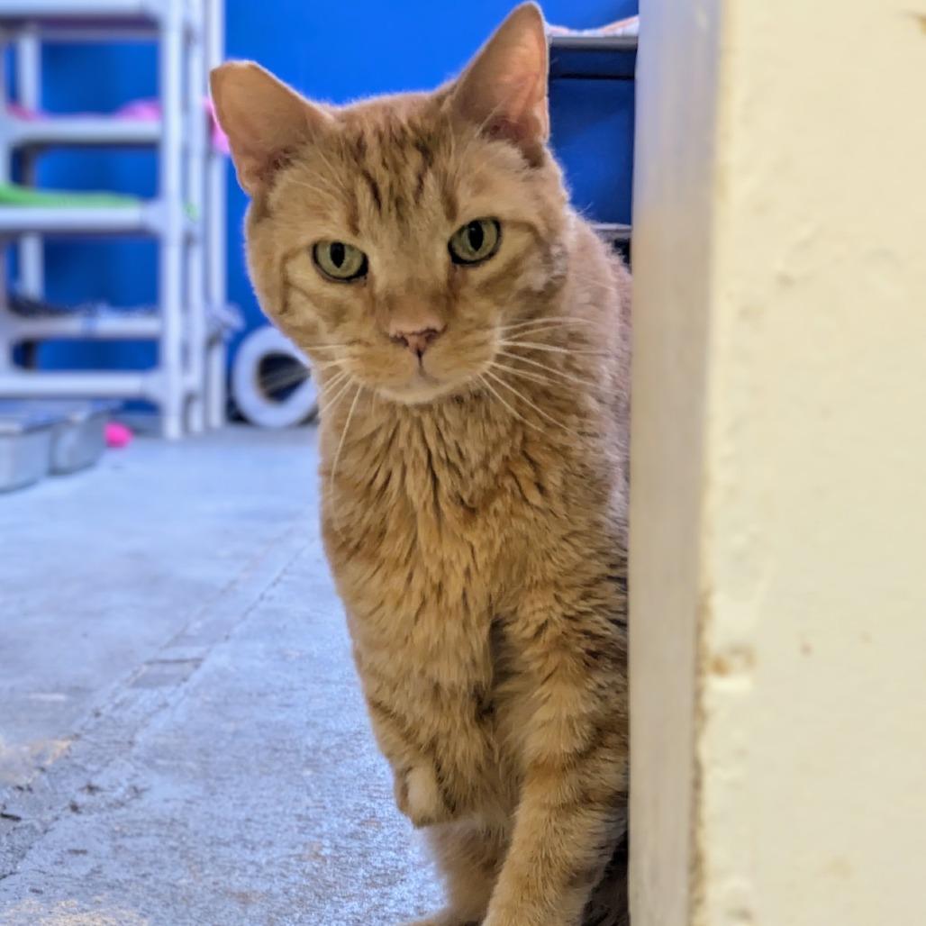 Heathcliff — thumbnail 3