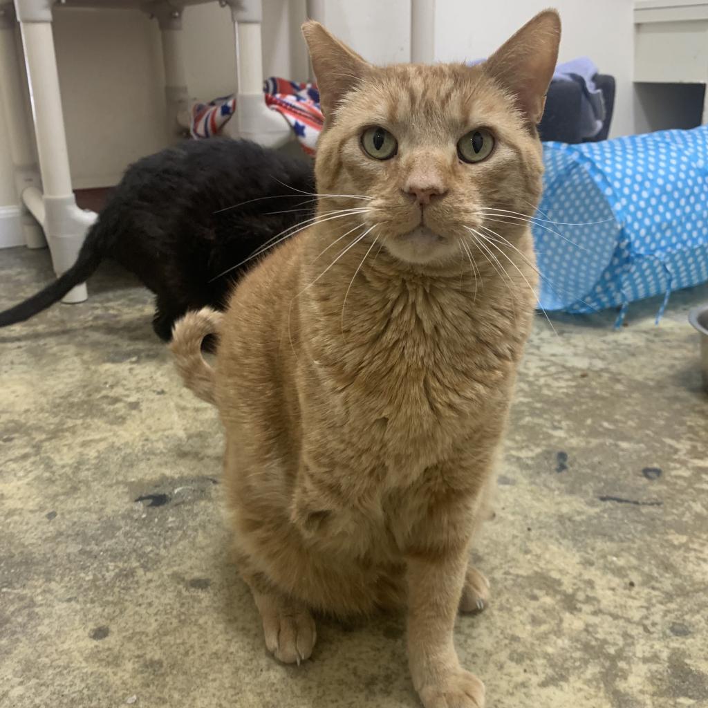 Heathcliff — thumbnail 4