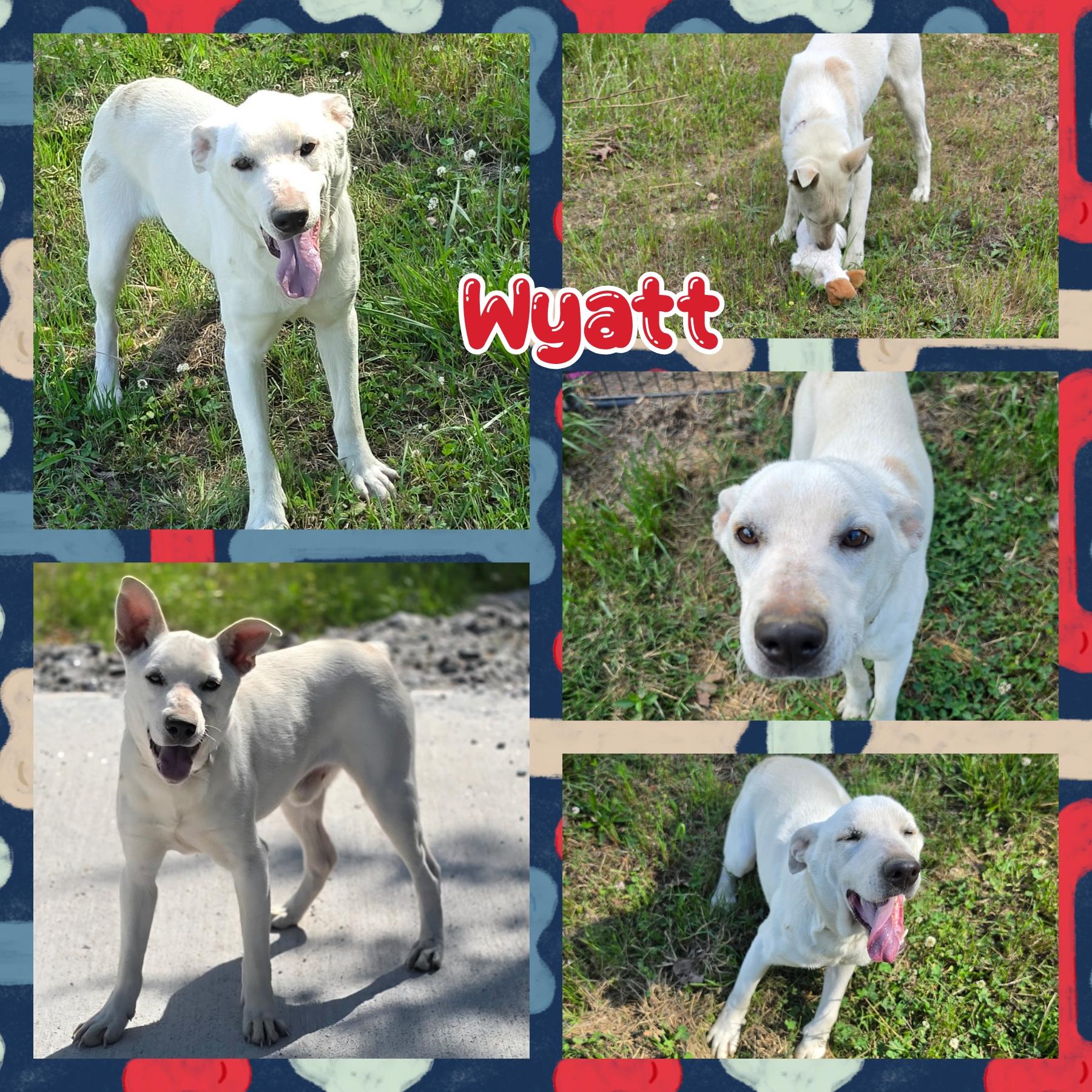 Wyatt, ADOPTABLE, Young Male Cattle Dog.
