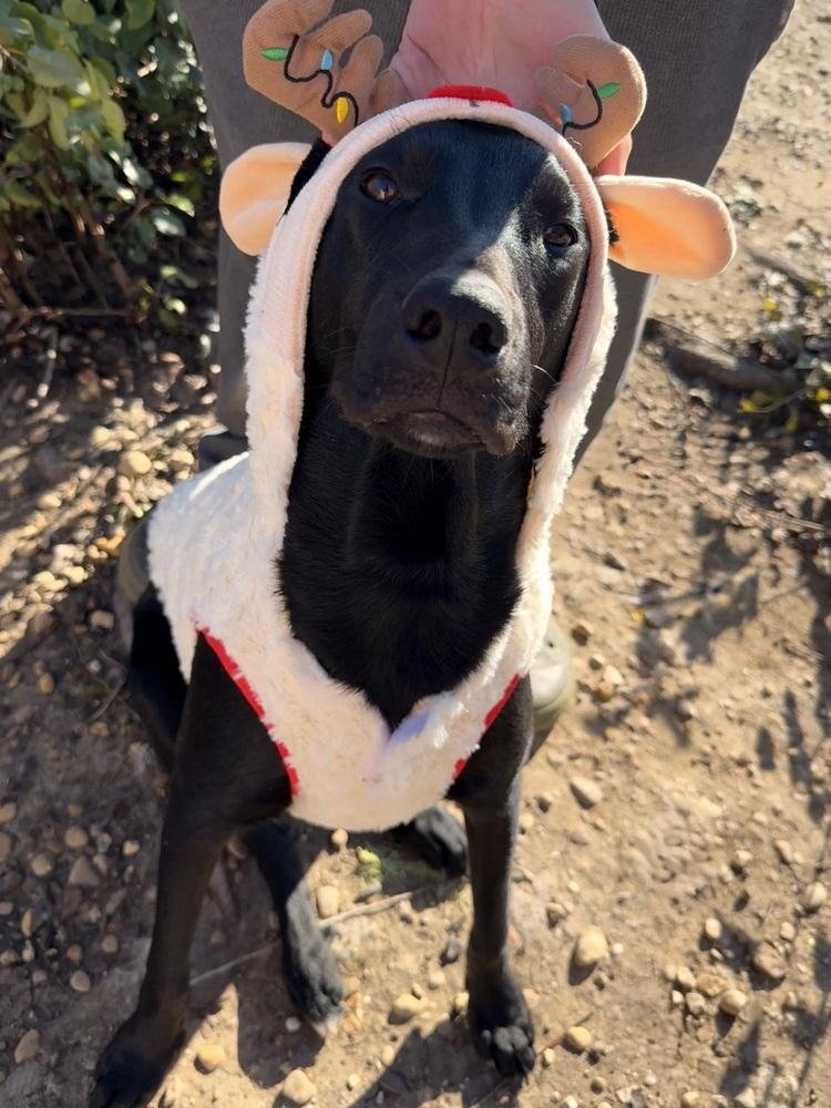 Enlarge Onyx, a Adoptable mixed breed in Mesquite, TX image 1/6