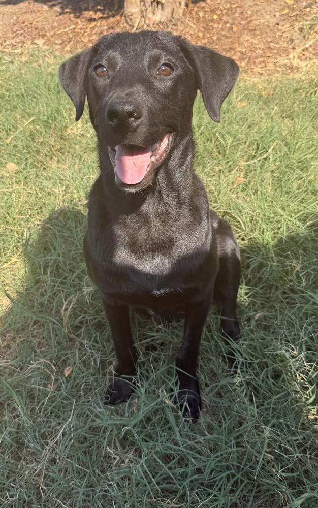 Enlarge Onyx, a Adoptable mixed breed in Mesquite, TX image 2/6