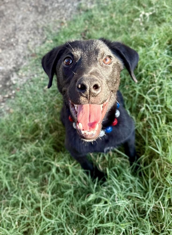 Enlarge Onyx, a Adoptable mixed breed in Mesquite, TX image 5/6