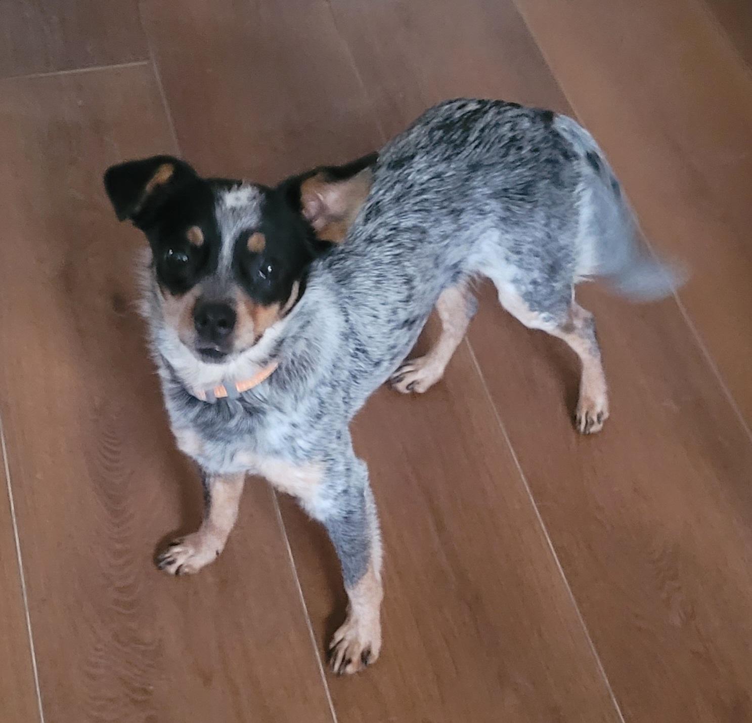 Enlarge Sugar, a ADOPTABLE mixed breed in Clarksburg, MD image 3/3