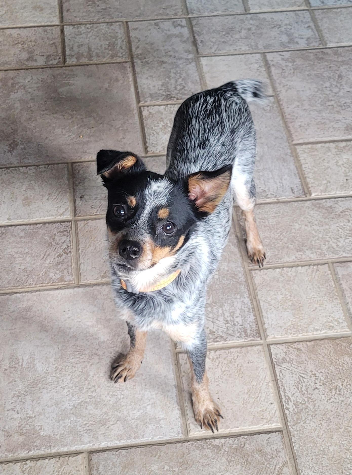 Enlarge Sugar, a ADOPTABLE mixed breed in Clarksburg, MD image 1/3