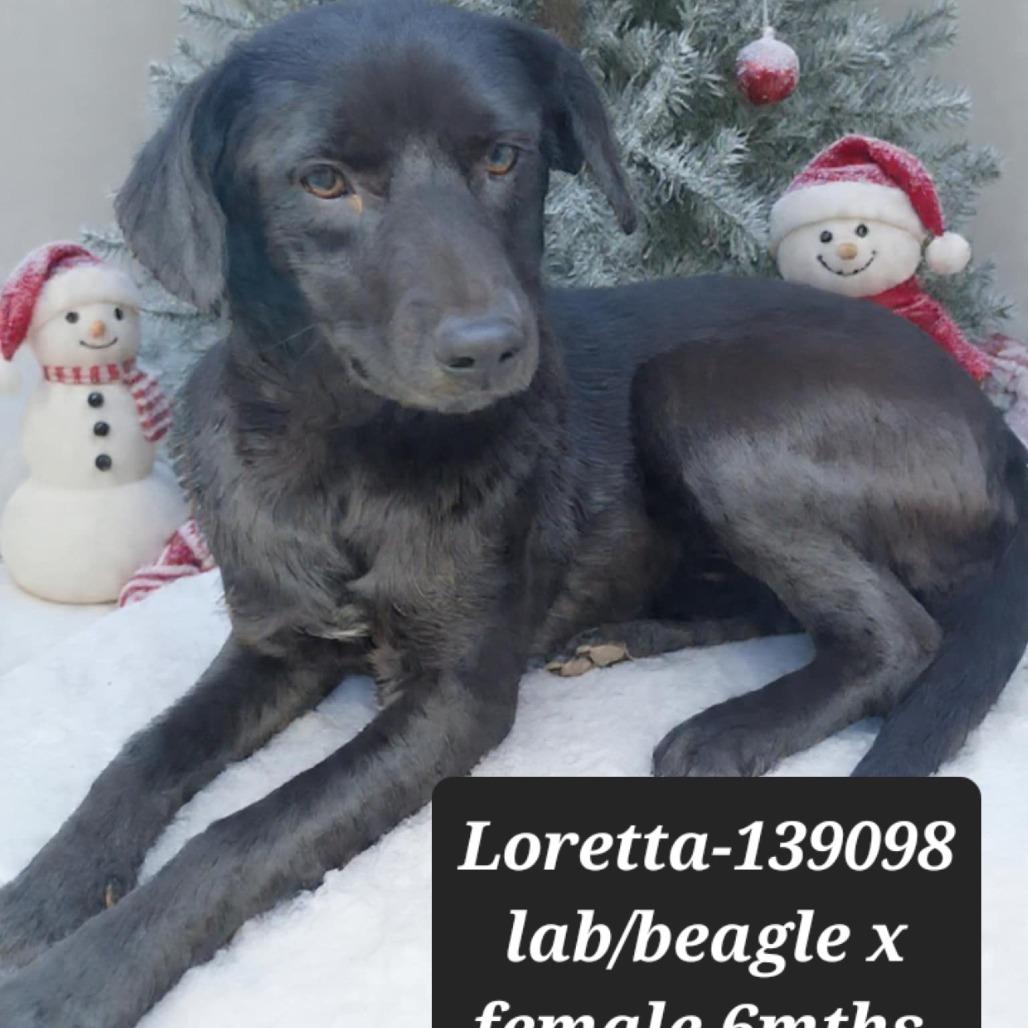 Enlarge Lorettta, a Adoptable Black Labrador Retriever in New Tazewell, TN image 1/1