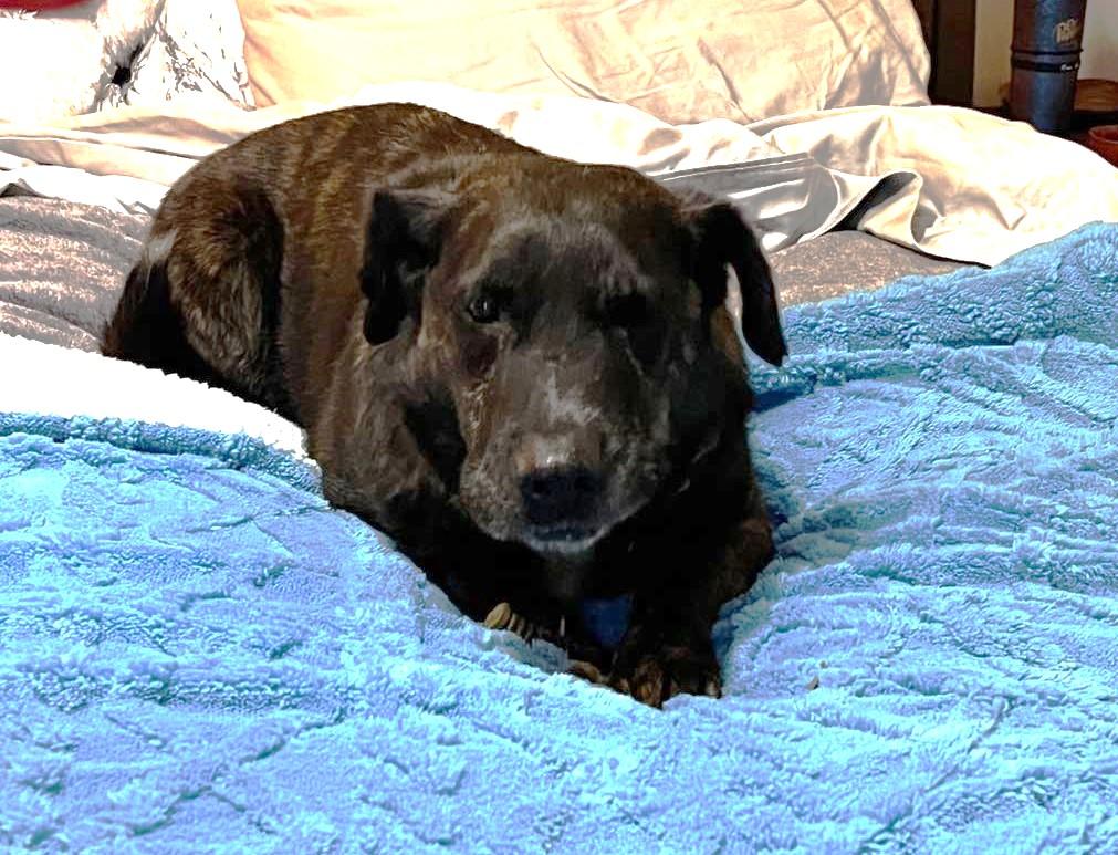 Enlarge Bella Grace, an adopted mixed breed in Rossville, TN image 5/6