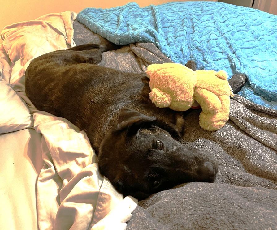 Enlarge Bella Grace, an adopted mixed breed in Rossville, TN image 6/6