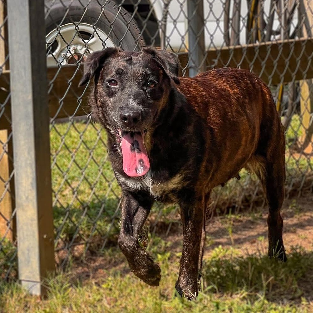 Enlarge Bella Grace, a Adoptable mixed breed in Rossville, TN image 1/6