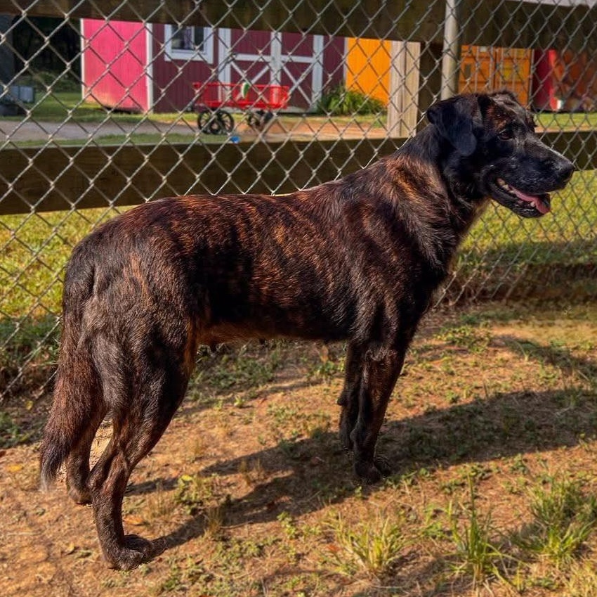 Enlarge Bella Grace, a Adoptable mixed breed in Rossville, TN image 6/6