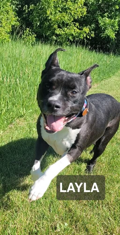 Enlarge Layla, a ADOPTABLE mixed breed in Windom, MN image 1/1