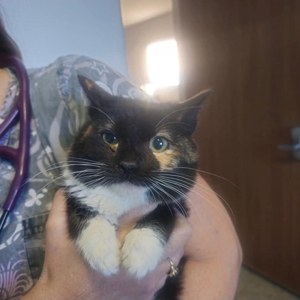 Enlarge Ramona, a Adoptable mixed breed in Holbrook, AZ image 1/1