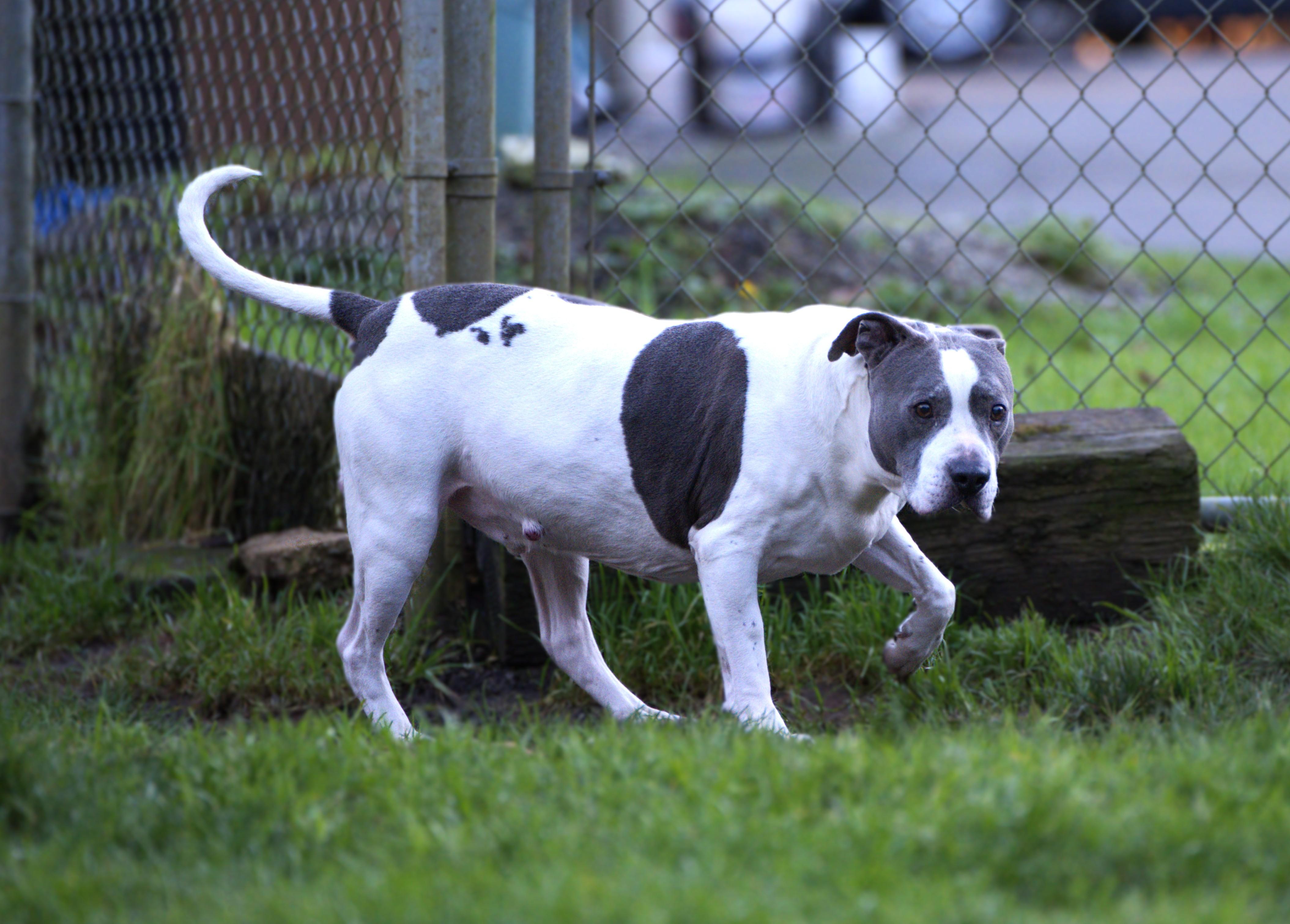 Enlarge Pete - Senior, a Adoptable mixed breed in Hoquiam, WA image 4/6