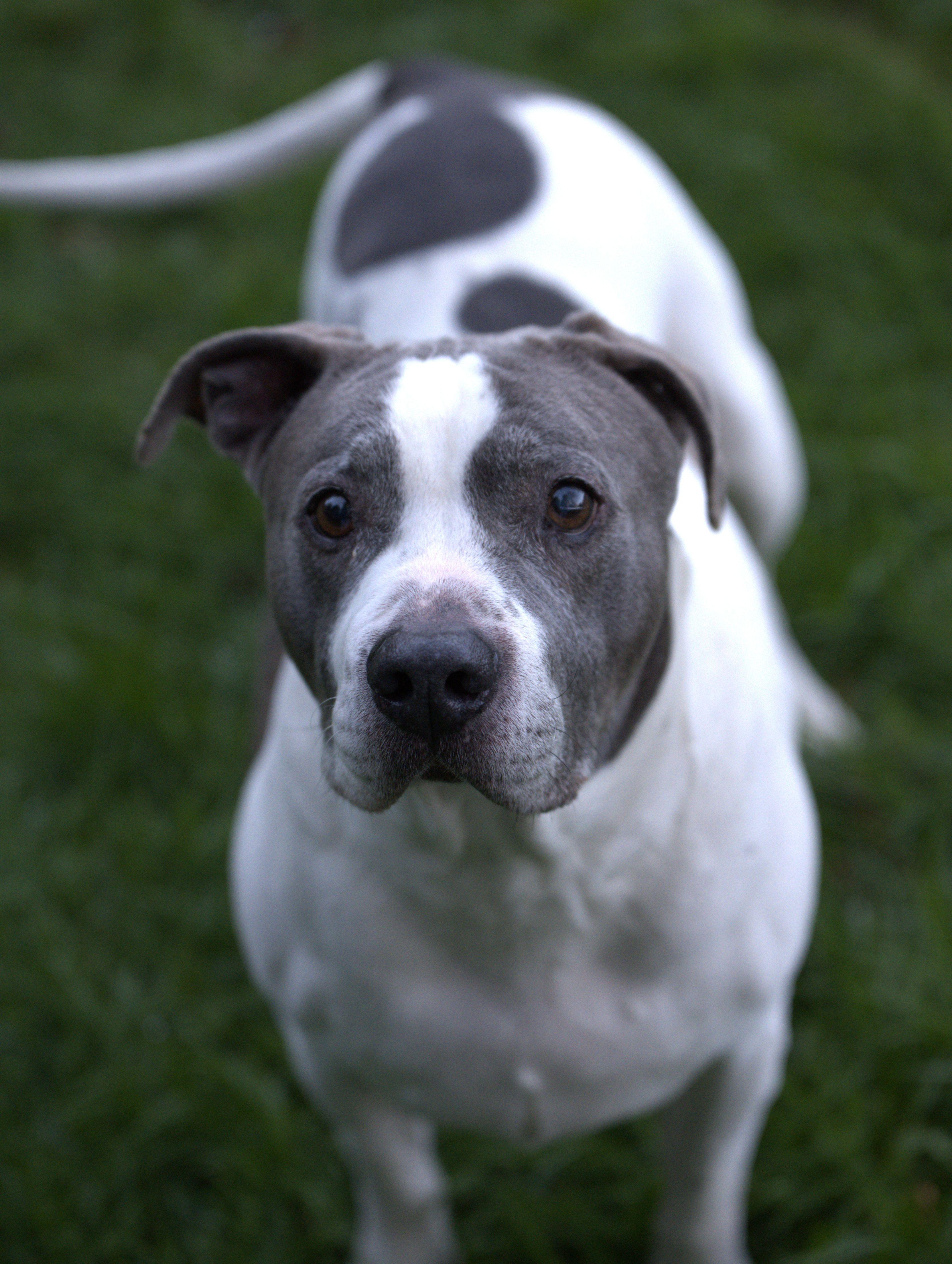Enlarge Pete - Senior, a Adoptable mixed breed in Hoquiam, WA image 6/6