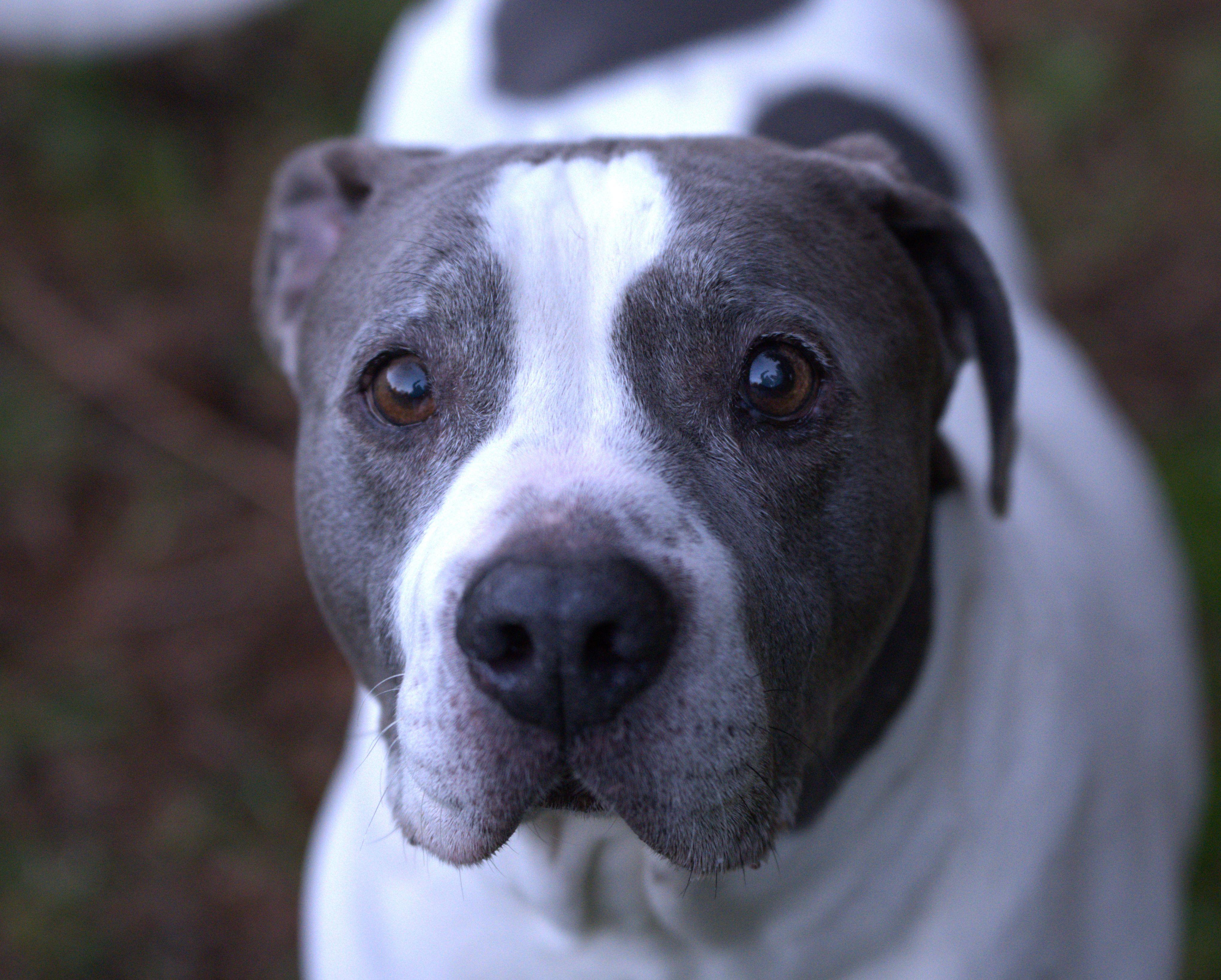 Enlarge Pete - Senior, a Adoptable mixed breed in Hoquiam, WA image 1/6