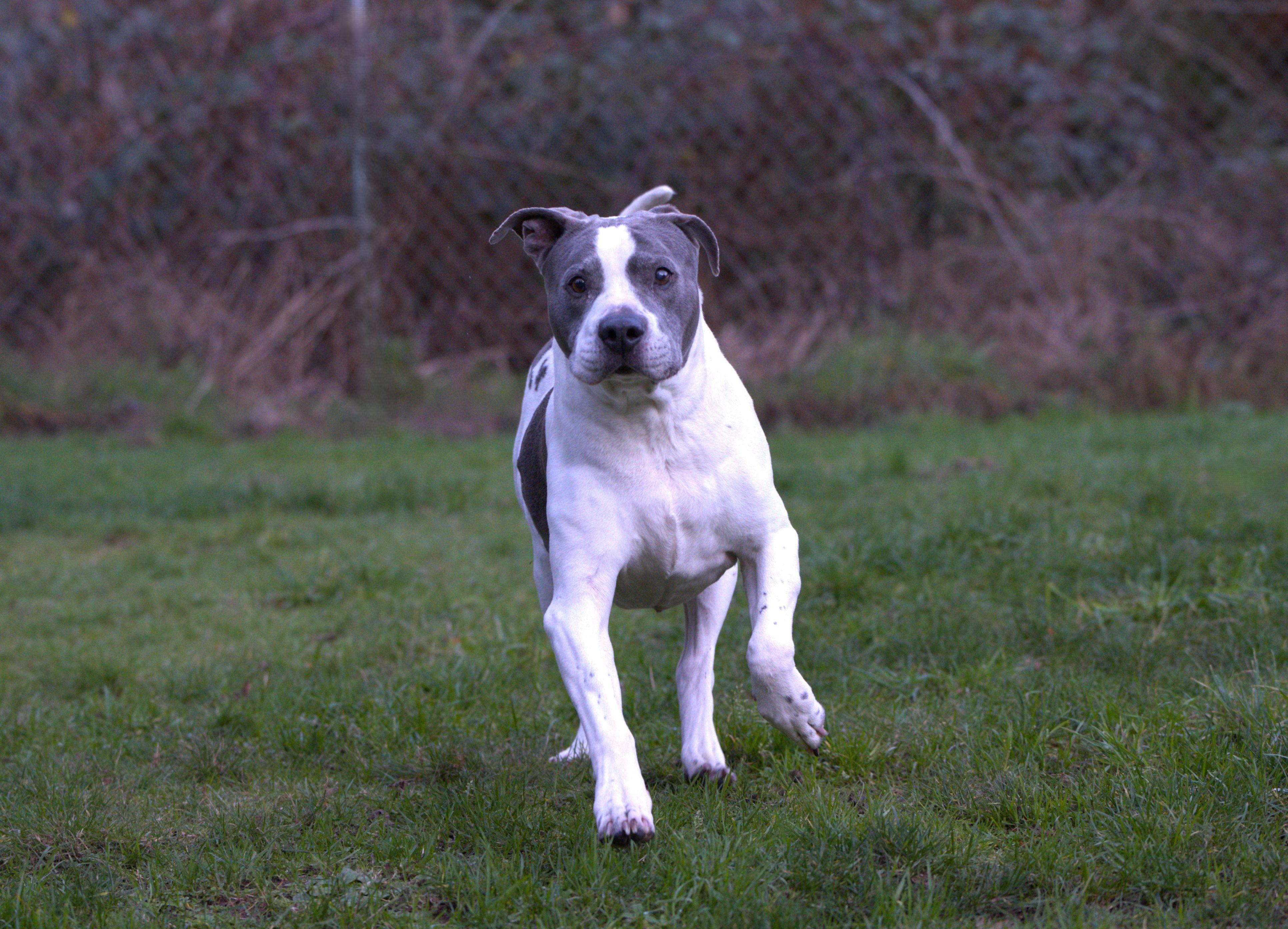 Enlarge Pete - Senior, a Adoptable mixed breed in Hoquiam, WA image 3/6