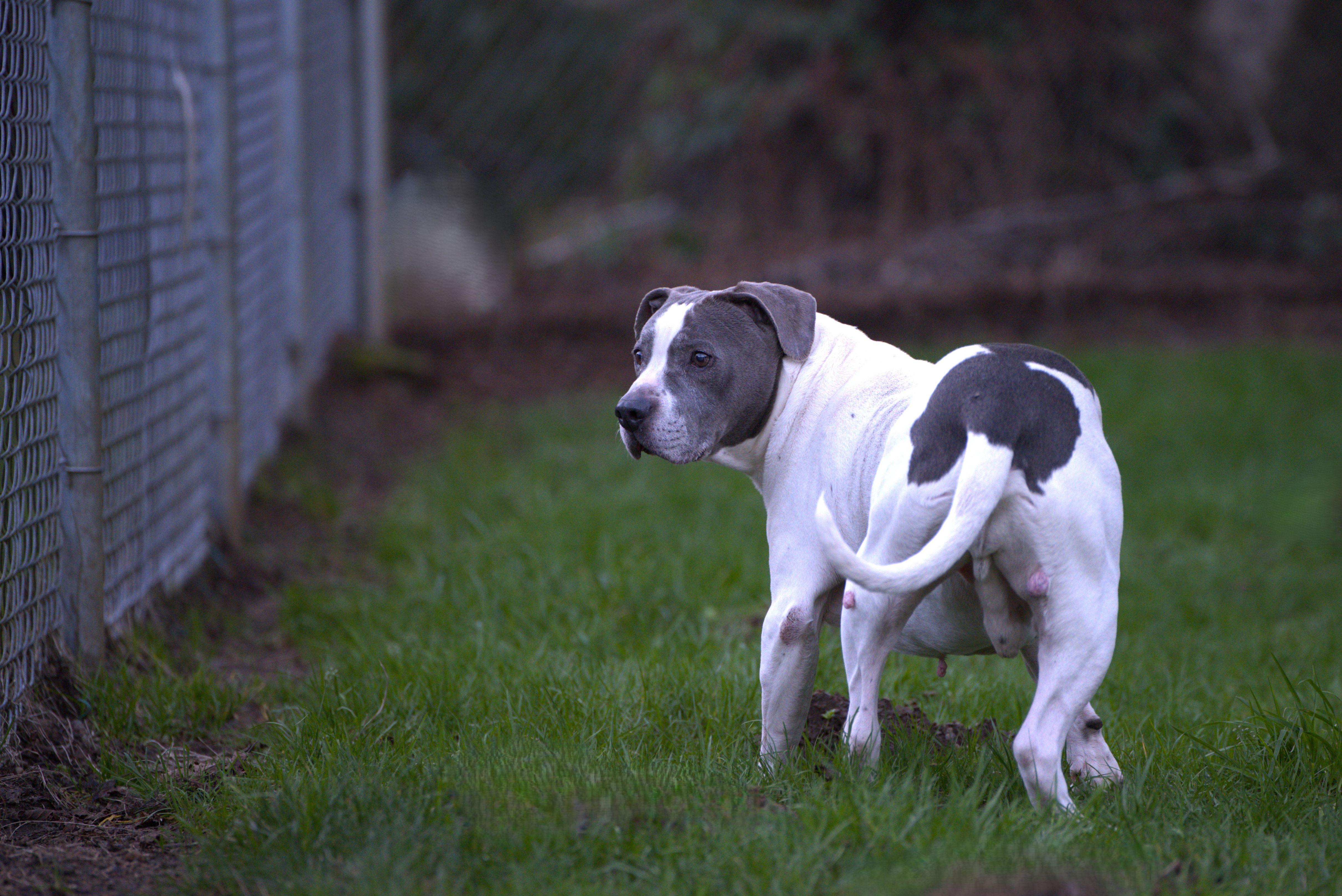 Enlarge Pete - Senior, a Adoptable mixed breed in Hoquiam, WA image 5/6