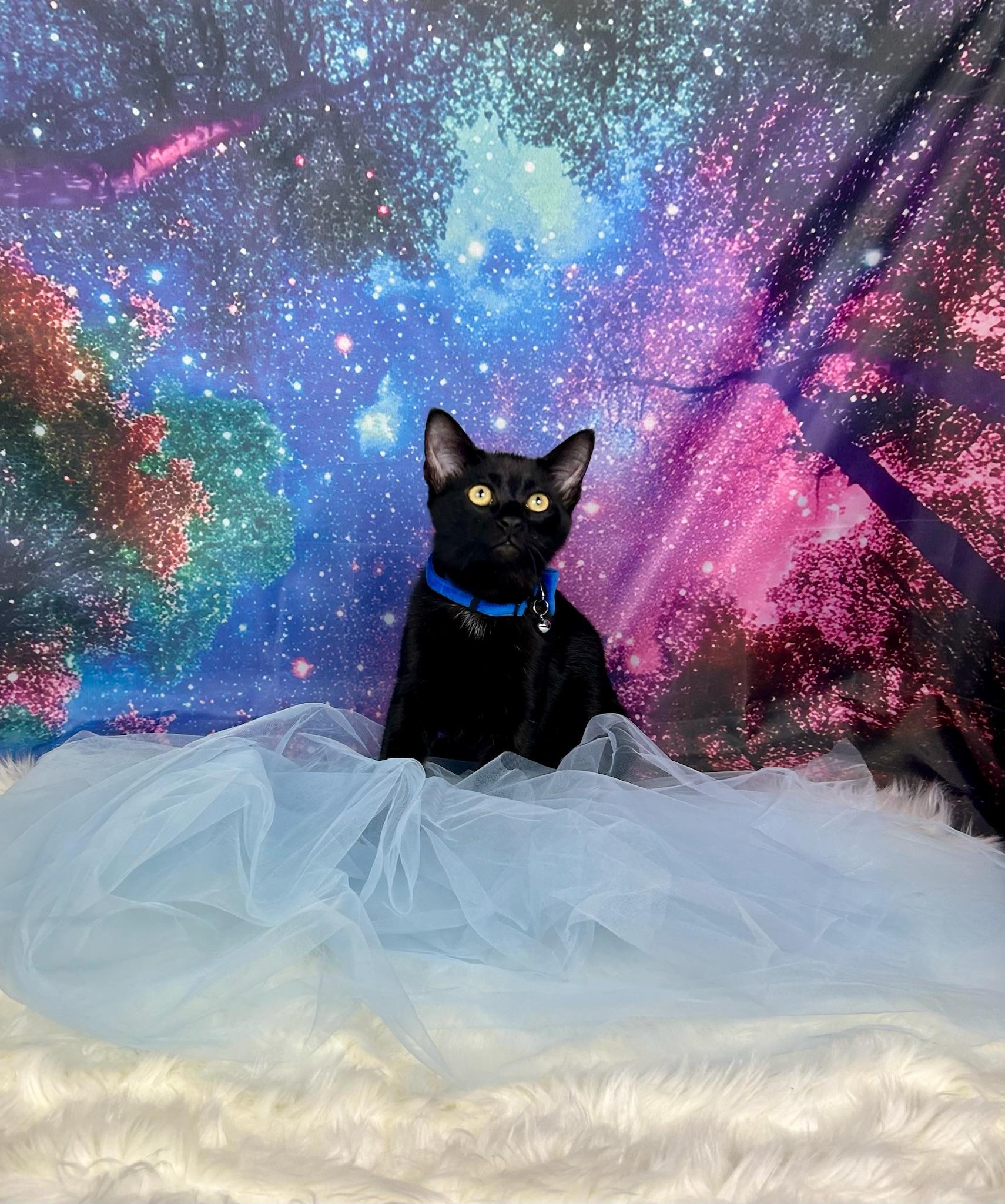 Foster, Adoptable, Kitten Male Domestic Short Hair.