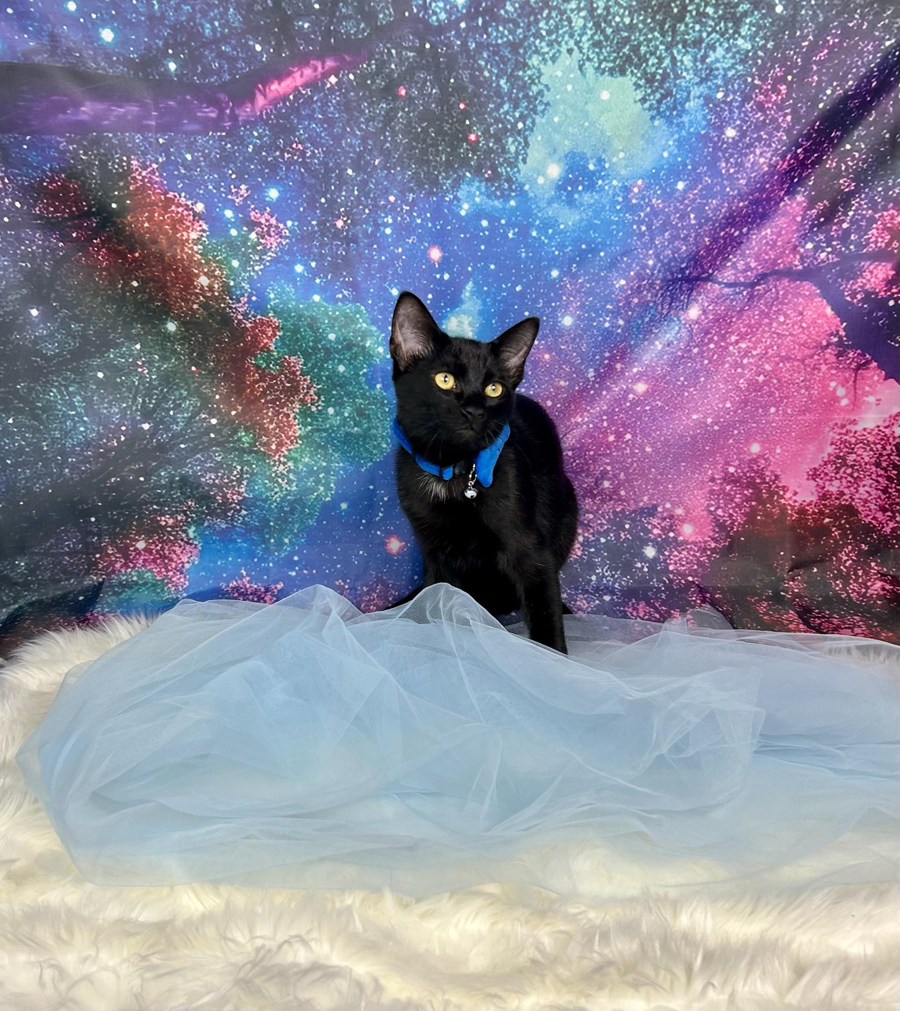 Enlarge Foster, a Adoptable Domestic Short Hair in Webster, TX image 3/6