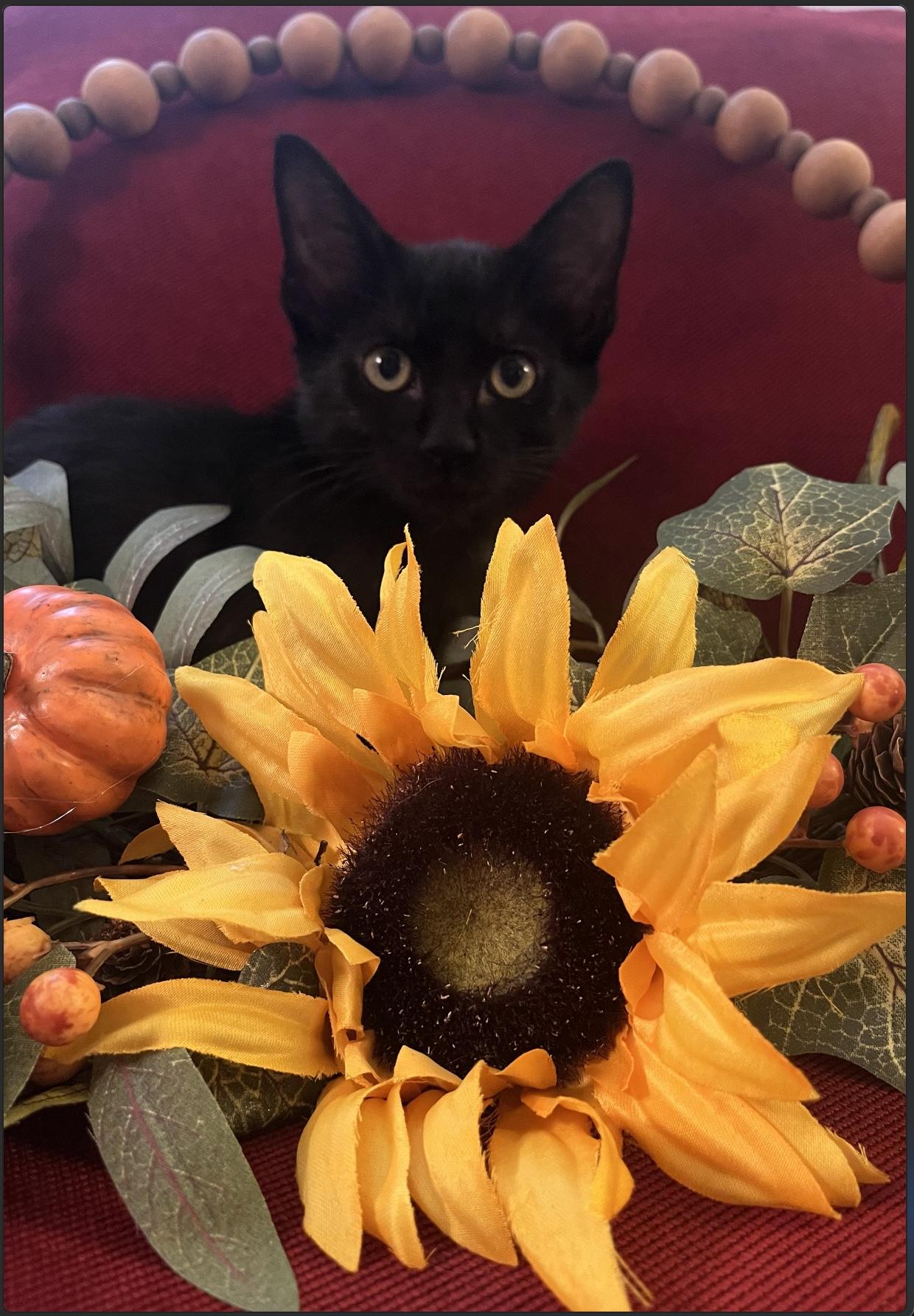 Enlarge Foster, a Adoptable Domestic Short Hair in Webster, TX image 1/6