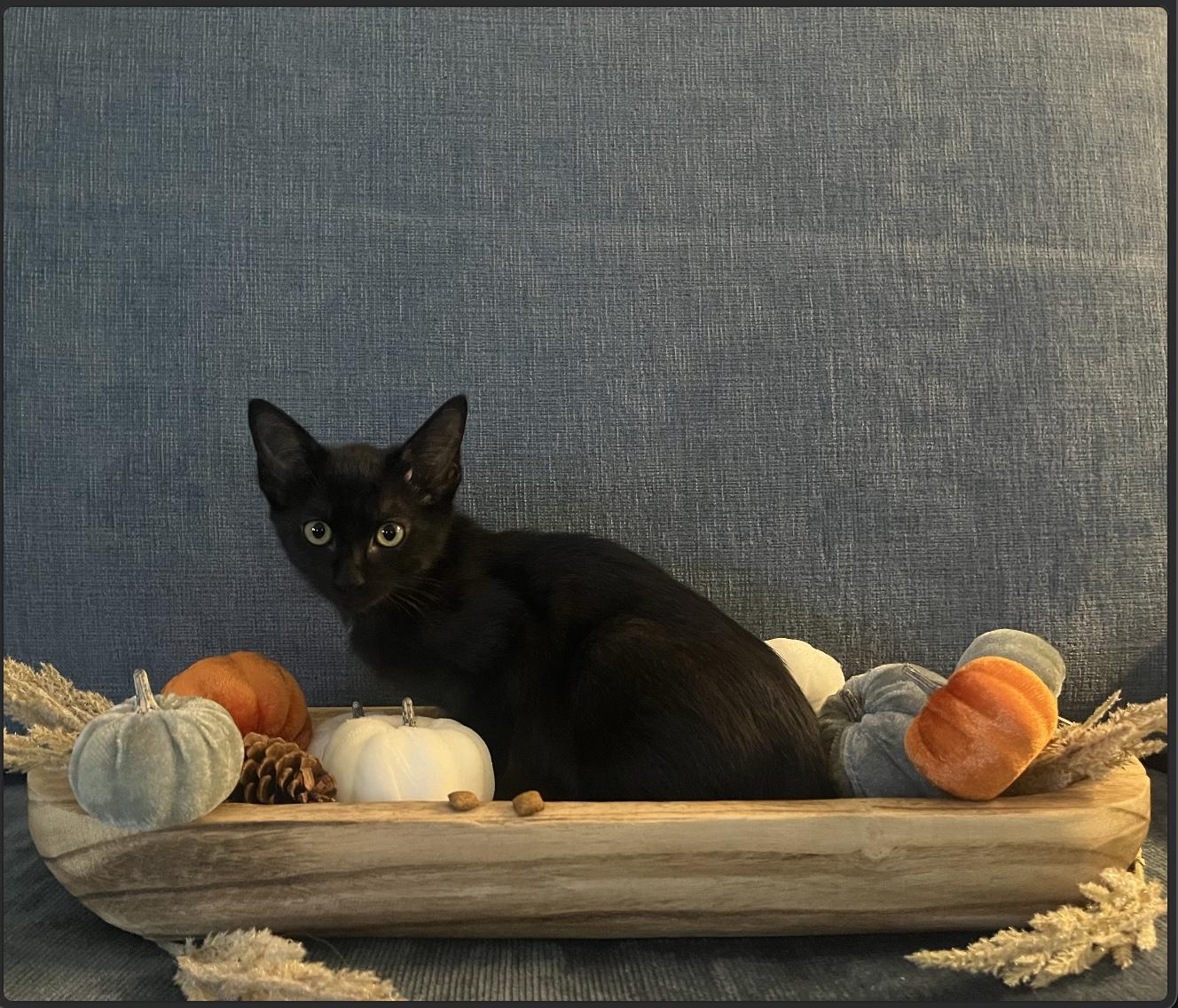 Enlarge Foster, a Adoptable Domestic Short Hair in Webster, TX image 2/6