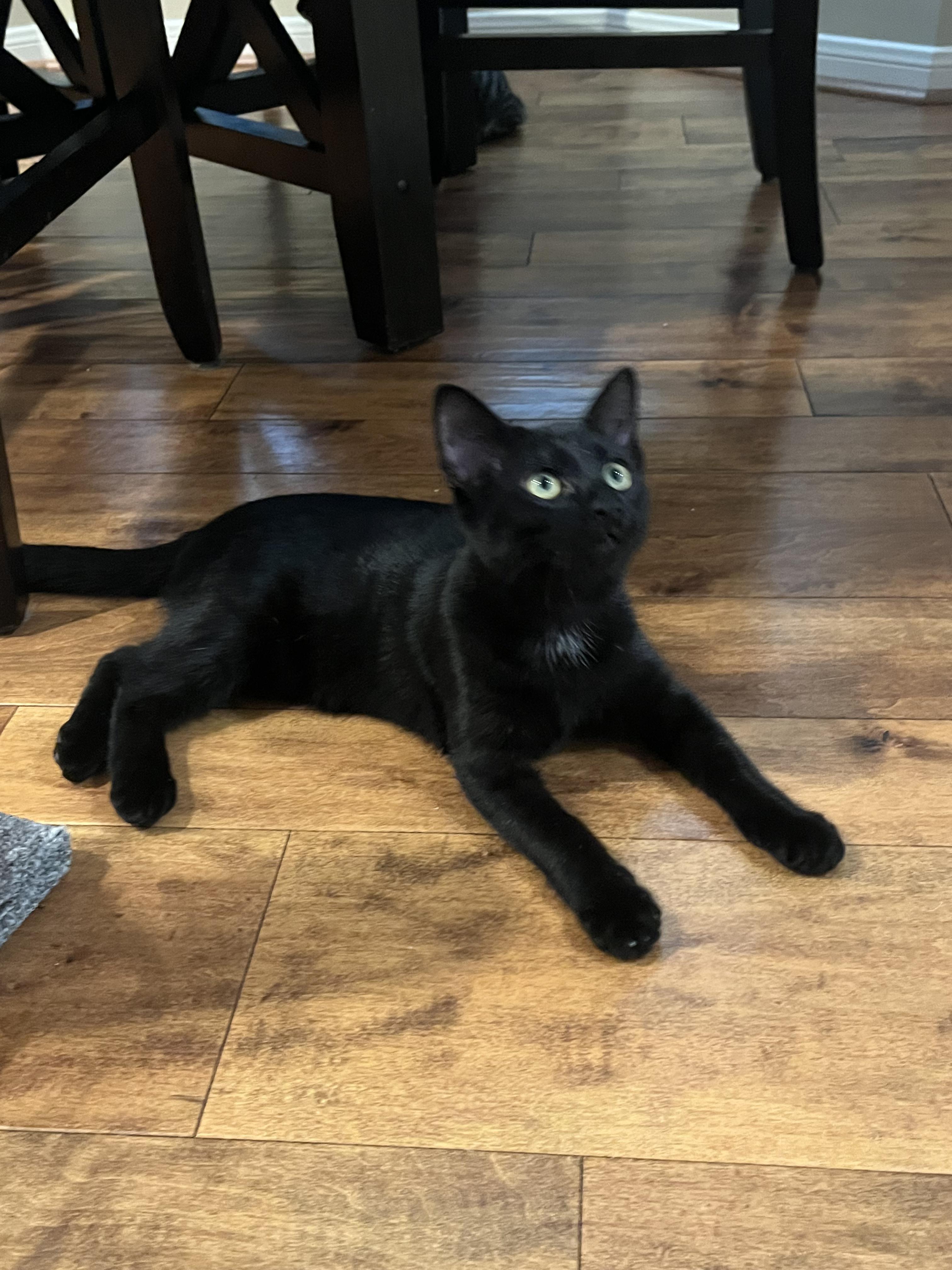 Enlarge Foster, a Adoptable Domestic Short Hair in Webster, TX image 4/6