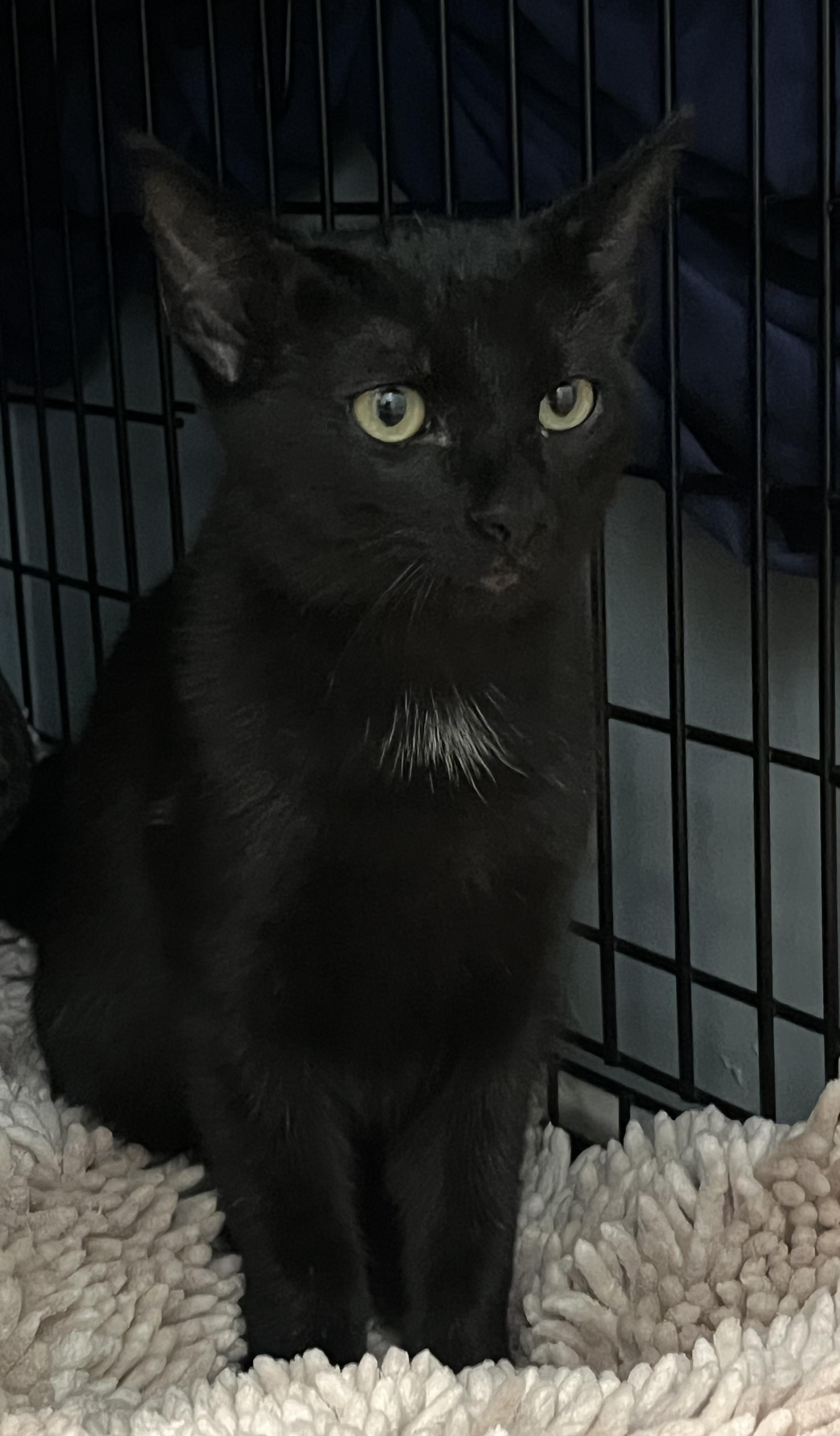 Enlarge Foster, a Adoptable Domestic Short Hair in Webster, TX image 5/6