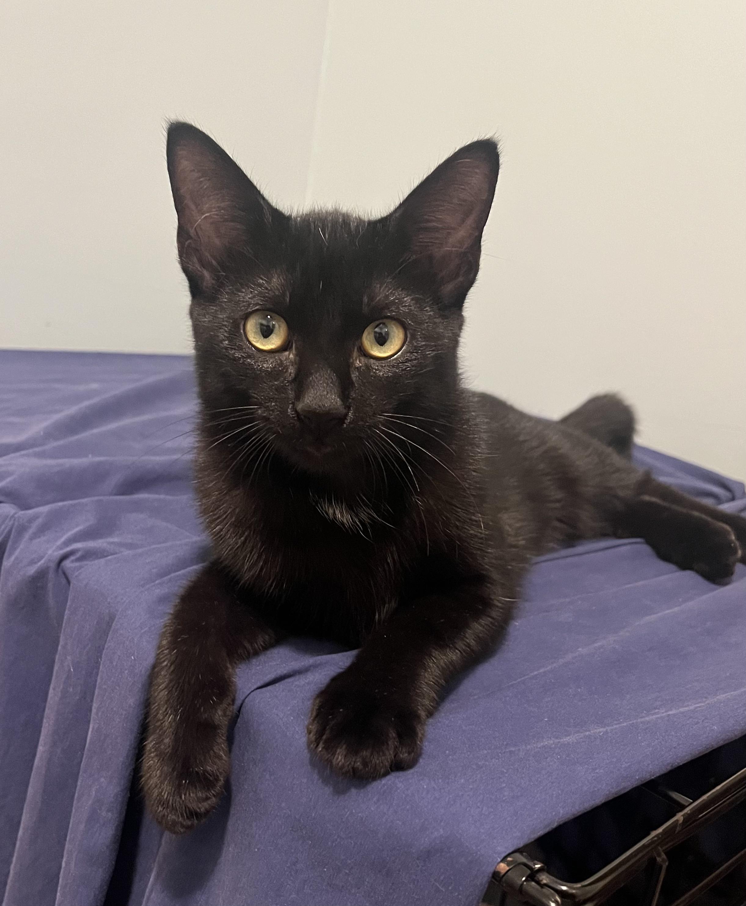 Enlarge Foster, a Adoptable Domestic Short Hair in Webster, TX image 6/6