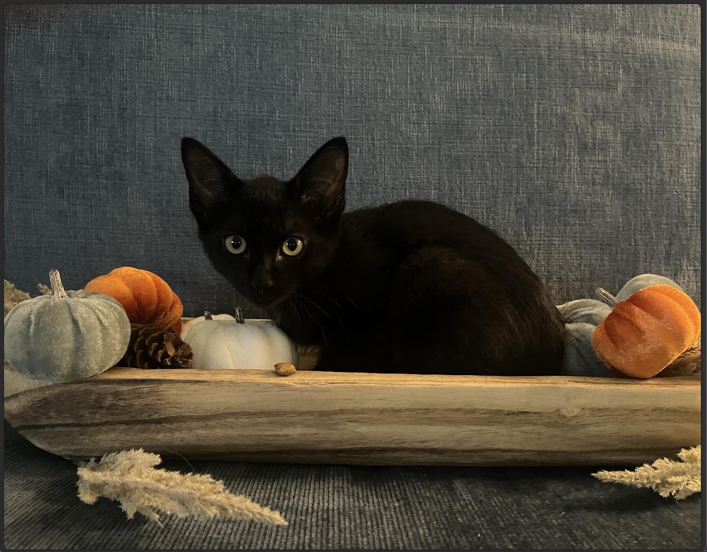 Enlarge Foster, a Adoptable Domestic Short Hair in Webster, TX image 3/6