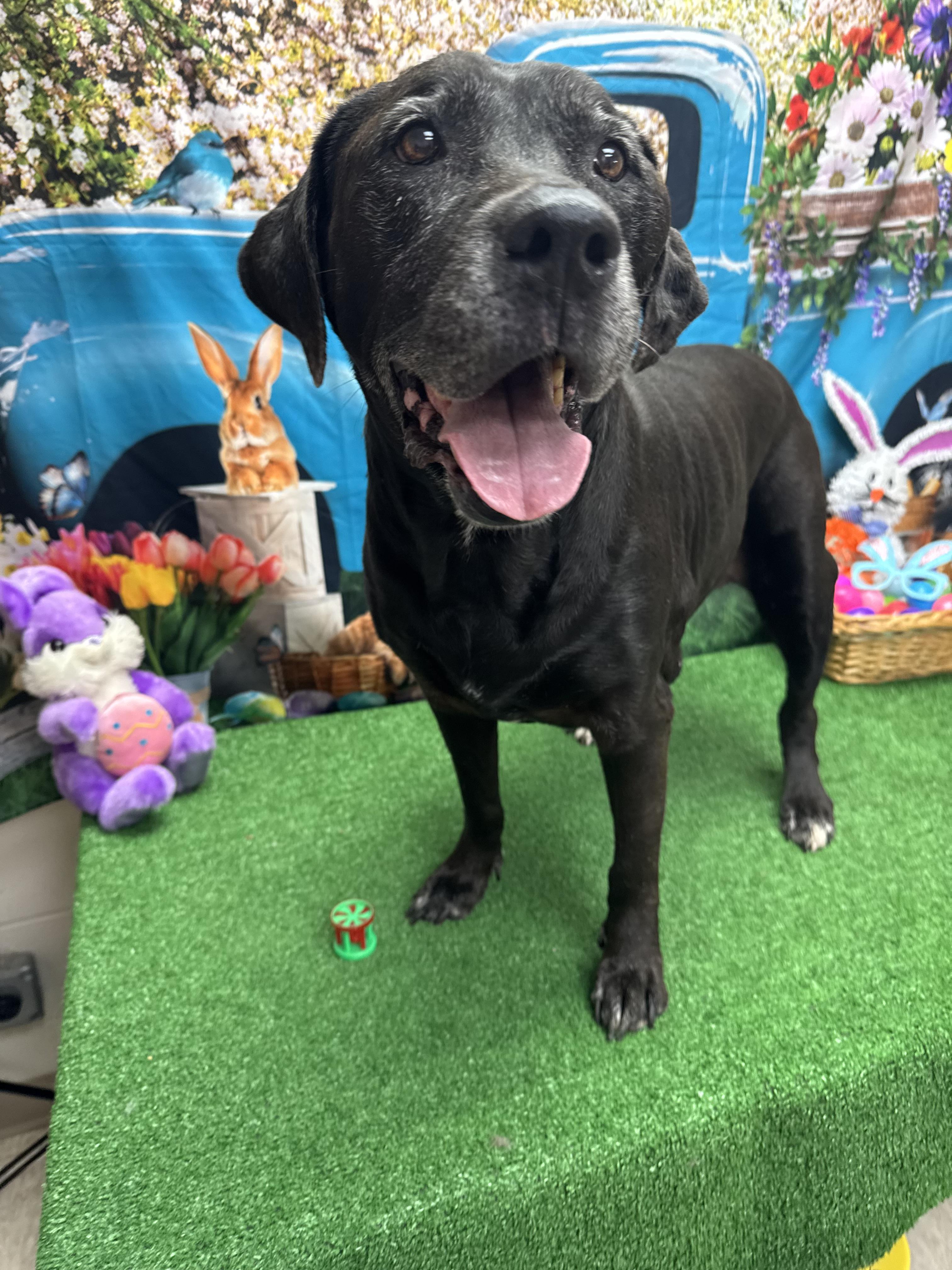 Quinn, ADOPTABLE, Senior Female Black Labrador Retriever.