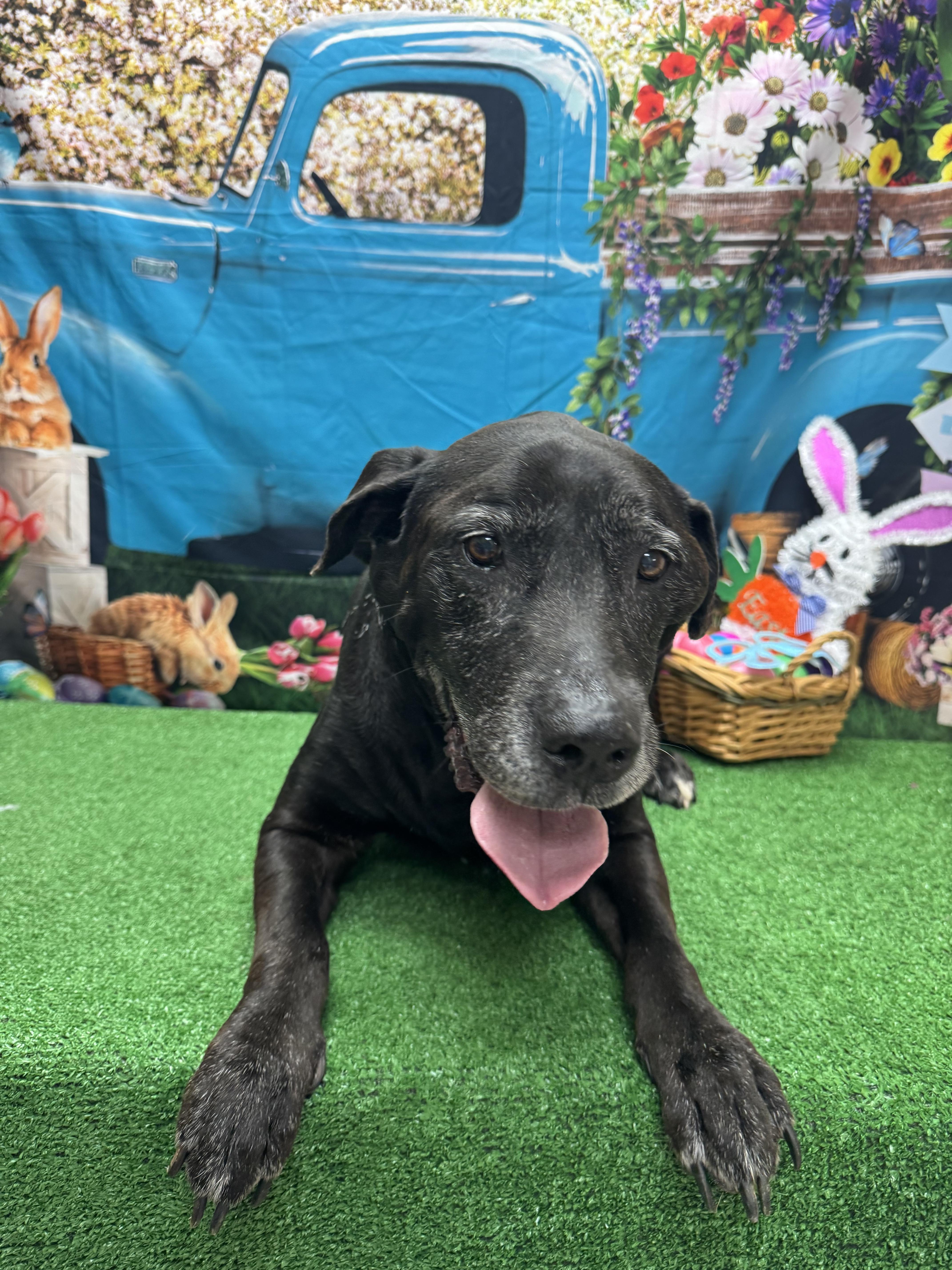 Enlarge Quinn, a ADOPTABLE Black Labrador Retriever in Statesboro, GA image 2/2