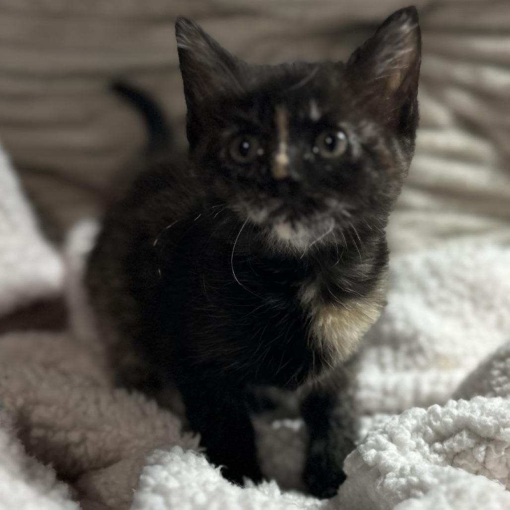 Mocha, Adoptable, Kitten Female American Shorthair.