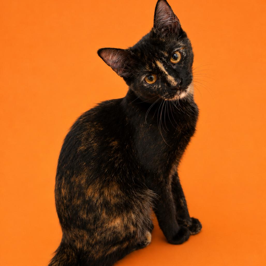 Enlarge Mocha, a Adoptable American Shorthair in San Saba, TX image 2/4