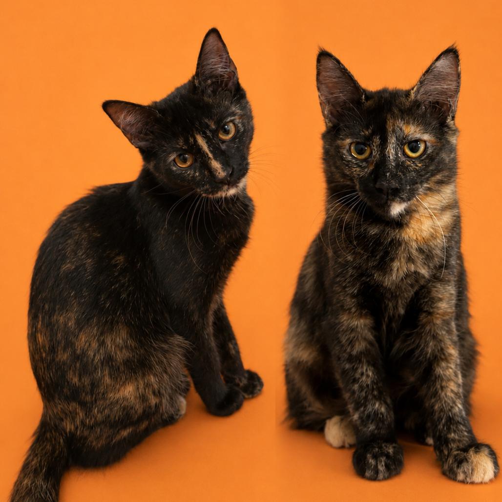 Enlarge Mocha, a Adoptable American Shorthair in San Saba, TX image 3/4