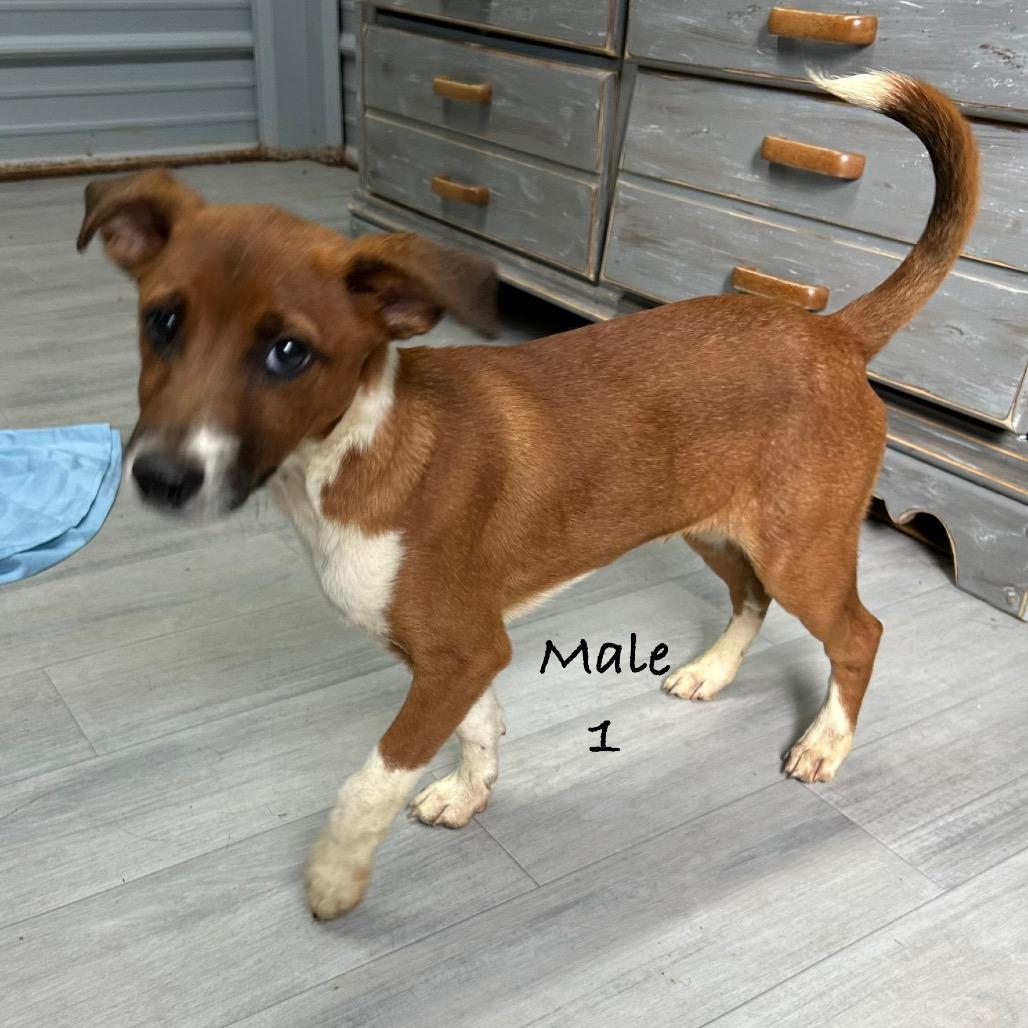 Enlarge Twix, a Adoptable Australian Shepherd in Princeton, KY image 1/2